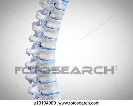 Human spine, illustration View Large Photo Image Stock Photo - Human spine, illustration. Fotosearch