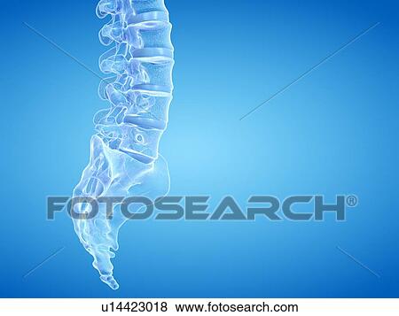 Stock Photo - Human spine, illustration. Fotosearch