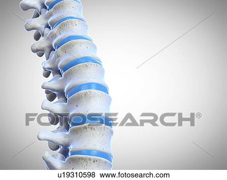 Stock Photo - Human spine, illustration. Fotosearch