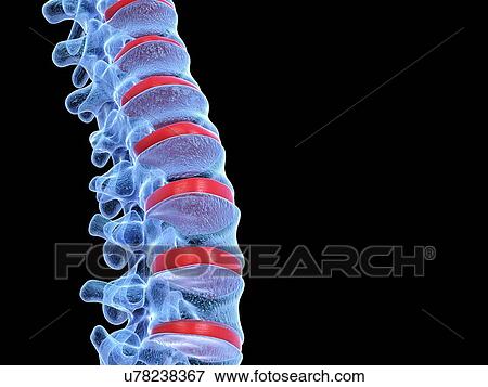 Stock Photo - Human spine, illustration. Fotosearch