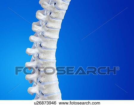 Human spine, illustration View Large Photo Image Stock Photograph - Human spine, illustration. Fotosearch