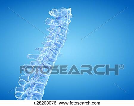 Human spine, illustration View Large Photo Image Stock Photograph - Human spine, illustration. Fotosearch