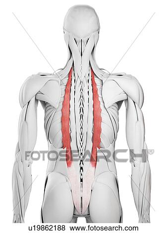 Iliocostalis muscle, illustration View Large Photo Image Stock Photo - Iliocostalis muscle, illustration. Fotosearch