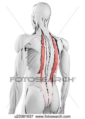 Iliocostalis muscle, illustration View Large Photo Image Stock Photo - Iliocostalis muscle, illustration. Fotosearch