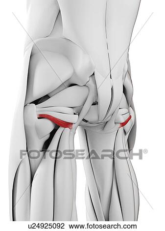 Stock Image - Inferior gemellus muscle, illustration. Fotosearch