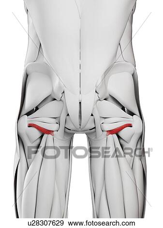 Stock Photo - Inferior gemellus muscle, illustration. Fotosearch