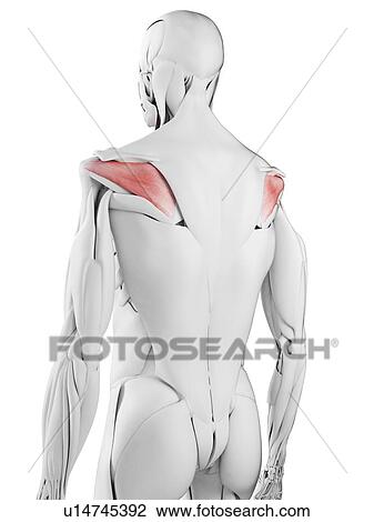 Infraspinatus muscle, illustration View Large Photo Image Stock Image - Infraspinatus muscle, illustration. Fotosearch