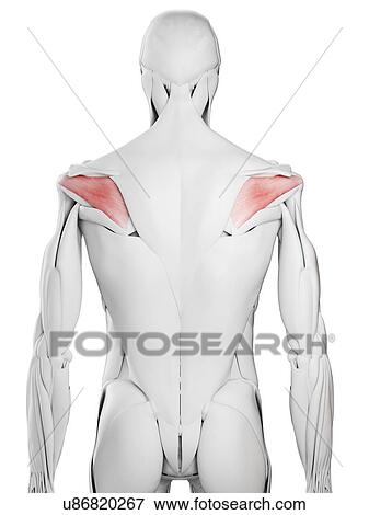 Stock Photo - Infraspinatus muscle, illustration. Fotosearch