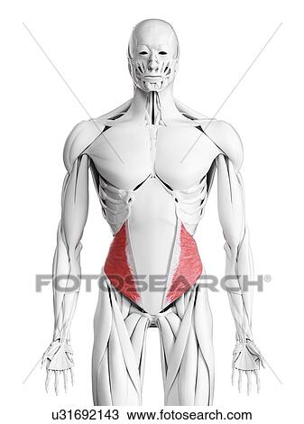 Internal oblique muscle, illustration View Large Photo Image Stock Image - Internal oblique muscle, illustration. Fotosearch