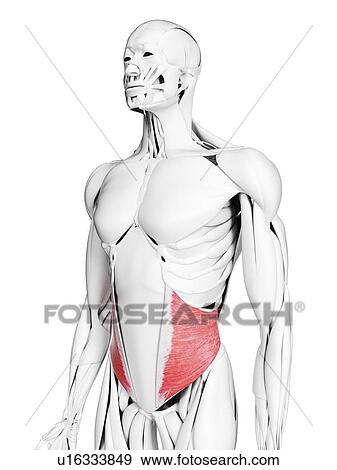 Stock Photo - Internal oblique muscle, illustration. Fotosearch
