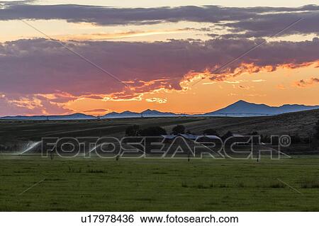 Irrigation in field at sunset in Picabo, Idaho, USA View Large Photo Image Stock Photograph - Irrigation in field at sunset in Picabo, Idaho, USA. Fotosearch