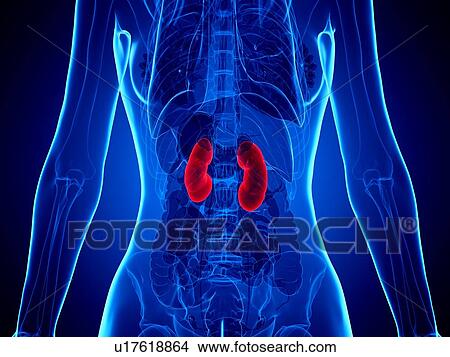 Picture - Kidneys, illustration. Fotosearch