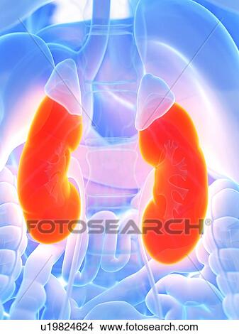 Picture - Kidneys, illustration. Fotosearch