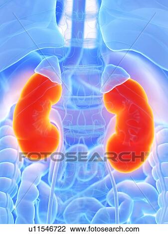 Kidneys, illustration View Large Photo Image Stock Image - Kidneys, illustration. Fotosearch