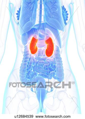 Stock Photo - Kidneys, illustration. Fotosearch
