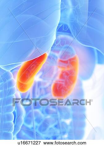 Stock Photo - Kidneys, illustration. Fotosearch