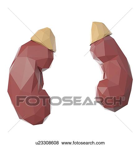 Stock Photo - Kidneys, illustration. Fotosearch