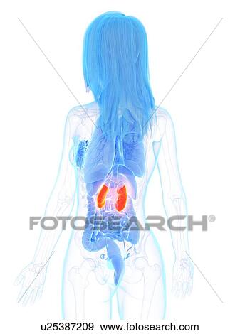 Kidneys, illustration View Large Photo Image Stock Photo - Kidneys, illustration. Fotosearch