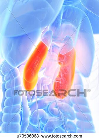 Stock Photo - Kidneys, illustration. Fotosearch