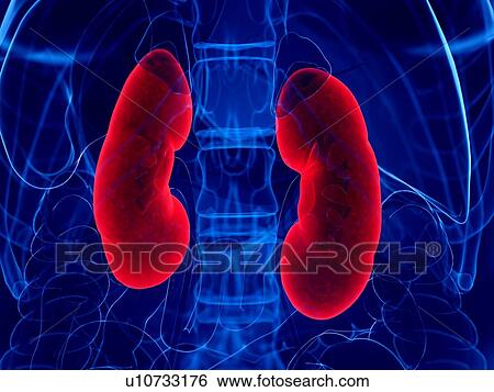 Kidneys, illustration View Large Photo Image Stock Photograph - Kidneys, illustration. Fotosearch