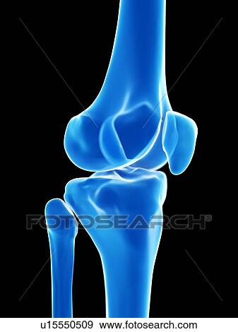 Knee anatomy, illustration View Large Photo Image Stock Photo - Knee anatomy, illustration. Fotosearch