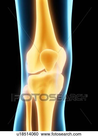 Knee bones, illustration View Large Photo Image Stock Image - Knee bones, illustration. Fotosearch