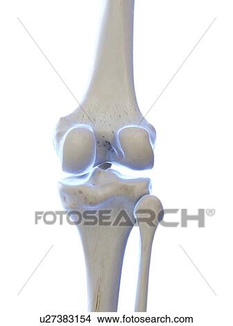 Knee joint, illustration View Large Photo Image Picture - Knee joint, illustration. Fotosearch