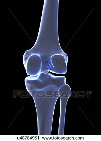 Knee joint, illustration View Large Photo Image Stock Image - Knee joint, illustration. Fotosearch