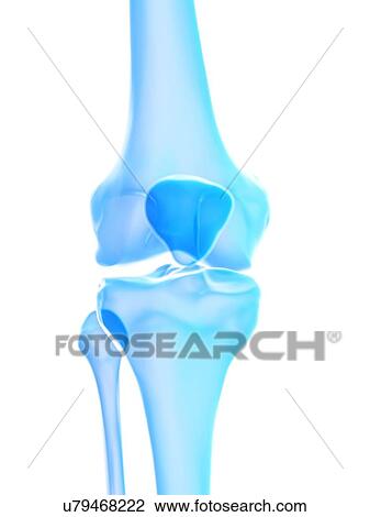 Knee joint, illustration View Large Photo Image Stock Image - Knee joint, illustration. Fotosearch