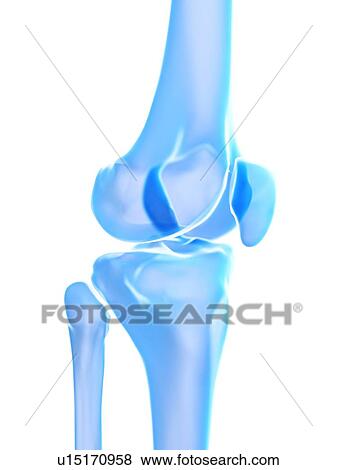 Stock Photo - Knee joint, illustration. Fotosearch