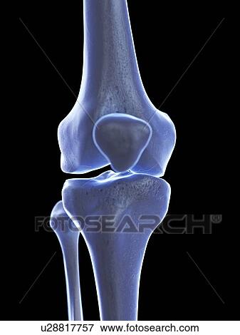 Stock Photo - Knee joint, illustration. Fotosearch