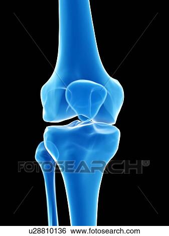 Stock Photograph - Knee joint, illustration. Fotosearch