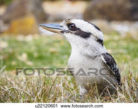 Kookaburra in grass View Large Photo Image Stock Image - Kookaburra in grass. Fotosearch