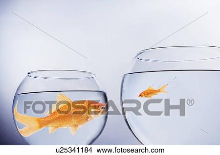 Picture - Large and small goldfish face to face. Fotosearch