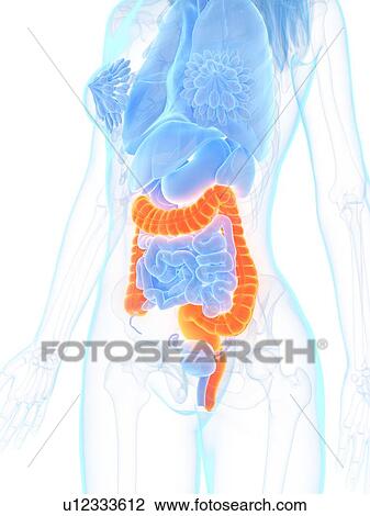 Stock Image - Large intestine, illustration. Fotosearch