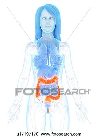 Large intestine, illustration View Large Photo Image Stock Image - Large intestine, illustration. Fotosearch
