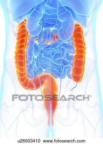 Large intestine, illustration View Large Photo Image Stock Image - Large intestine, illustration. Fotosearch