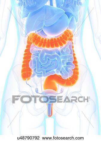 Large intestine, illustration View Large Photo Image Stock Image - Large intestine, illustration. Fotosearch