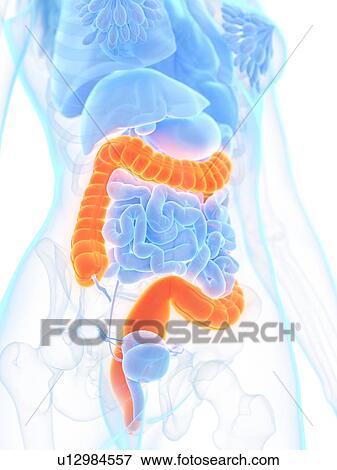 Large intestine, illustration View Large Photo Image Stock Photo - Large intestine, illustration. Fotosearch