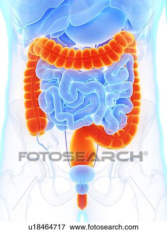 Large intestine, illustration View Large Photo Image Stock Photo - Large intestine, illustration. Fotosearch
