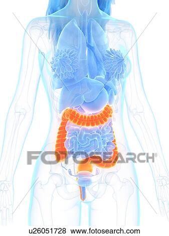 Large intestine, illustration View Large Photo Image Stock Photo - Large intestine, illustration. Fotosearch