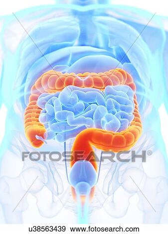 Large intestine, illustration View Large Photo Image Stock Photo - Large intestine, illustration. Fotosearch