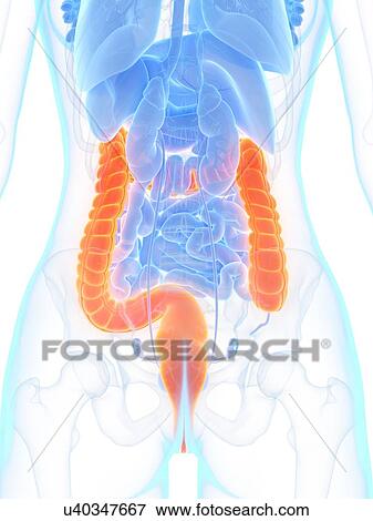 Large intestine, illustration View Large Photo Image Stock Photo - Large intestine, illustration. Fotosearch