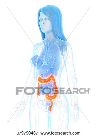 Large intestine, illustration View Large Photo Image Stock Photo - Large intestine, illustration. Fotosearch