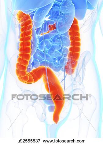 Stock Photo - Large intestine, illustration. Fotosearch
