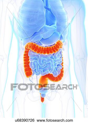 Large intestine, illustration View Large Photo Image Stock Photograph - Large intestine, illustration. Fotosearch
