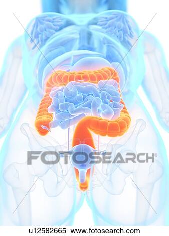 Large intestine, illustration View Large Photo Image Stock Photography - Large intestine, illustration. Fotosearch