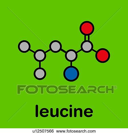 Leucine amino acid molecule, illustration View Large Photo Image Stock Photograph - Leucine amino acid molecule, illustration. Fotosearch