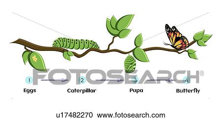 Life cycle of butterfly, illustration View Large Photo Image Stock Image - Life cycle of butterfly, illustration. Fotosearch