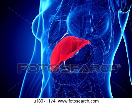 Picture - Liver, illustration. Fotosearch